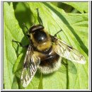 Volucella bombylans plumata - Hummelschwebfliege m01.jpg